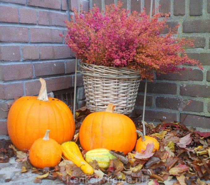 Tuintips voor oktober Tuintips voor oktober