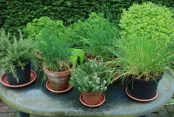 Tuinkruiden uit eigen tuin