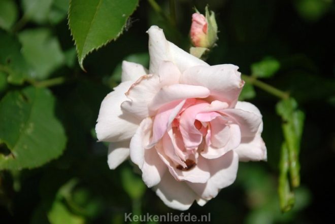 Handige tips voor mooie rozen