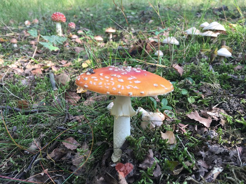 Een kijkje in de keuken week 38