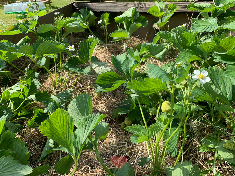 Een kijkje in de keuken week 20-2019