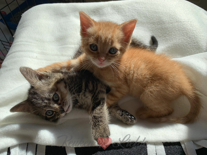 Een kijkje in de keuken week 20-2019