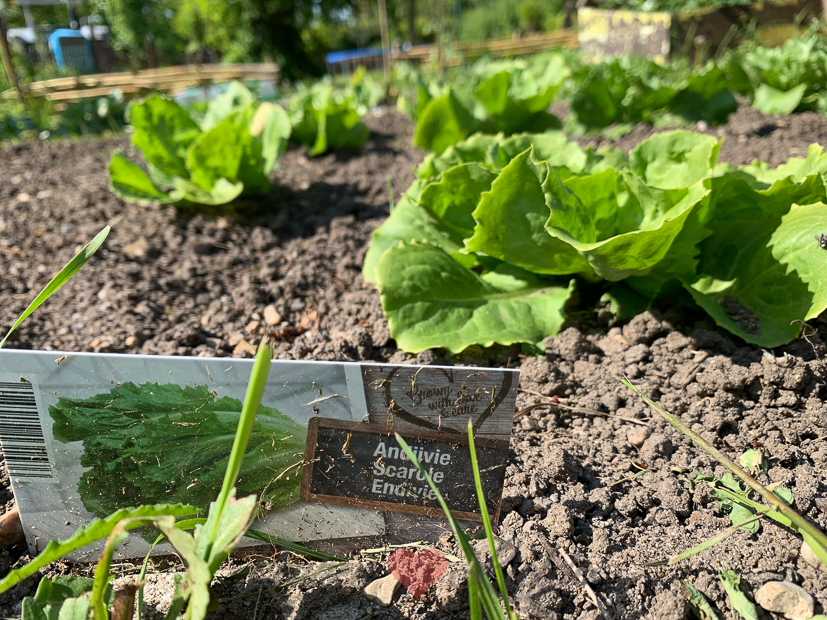 Een kijkje in de keuken week 20-2019