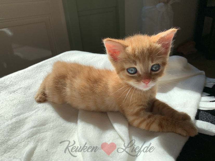 Een kijkje in de keuken week 20-2019