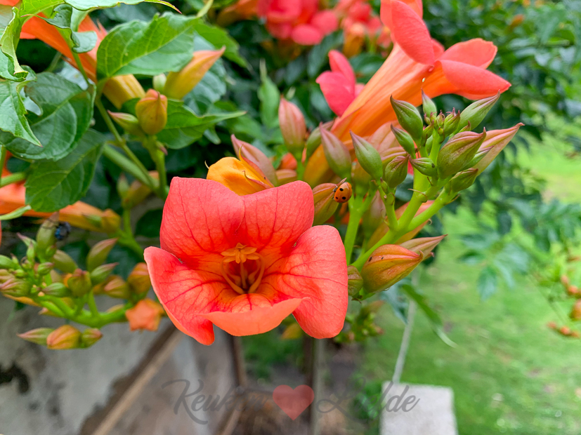 Een kijkje in de keuken week 27-2020