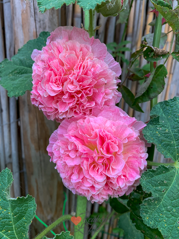 Een kijkje in de keuken week 29-2022