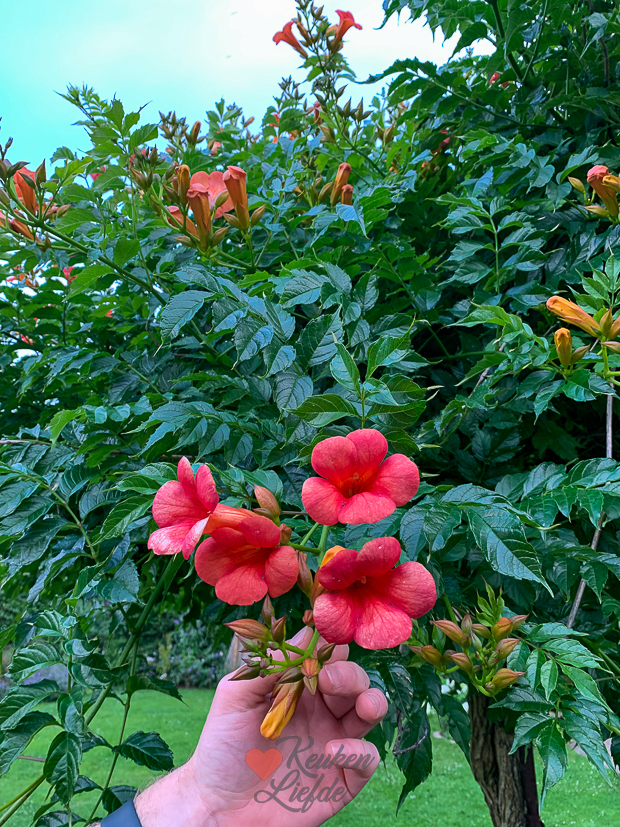 Een kijkje in de keuken week 29-2022