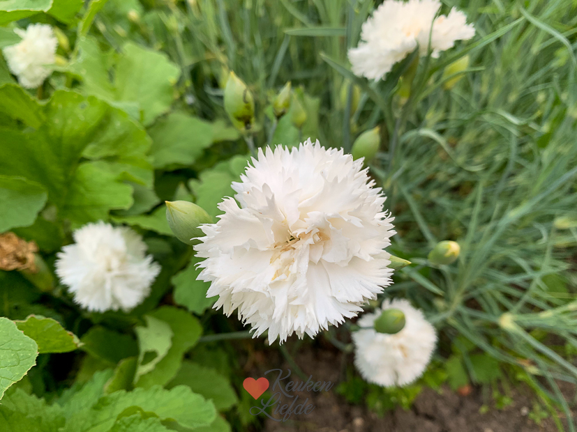 Een kijkje in de keuken week 29-2022