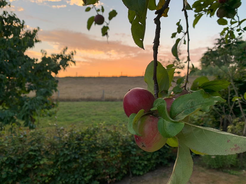 Een kijkje in de keuken week 35-2022