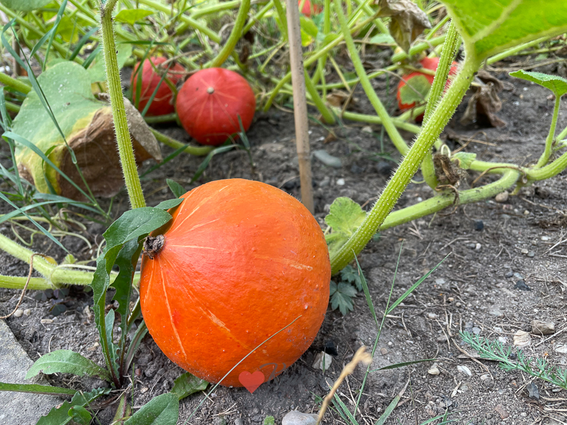 Een kijkje in de keuken week 36-2022