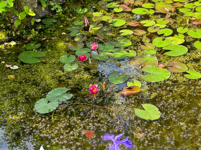 Een kijkje in de keuken week 21 2024