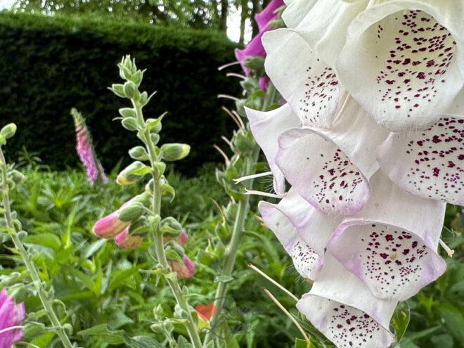Een kijkje in de keuken week 22 2024