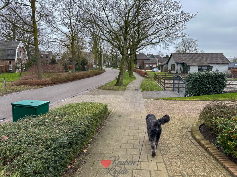 Wandelen met Nacho
