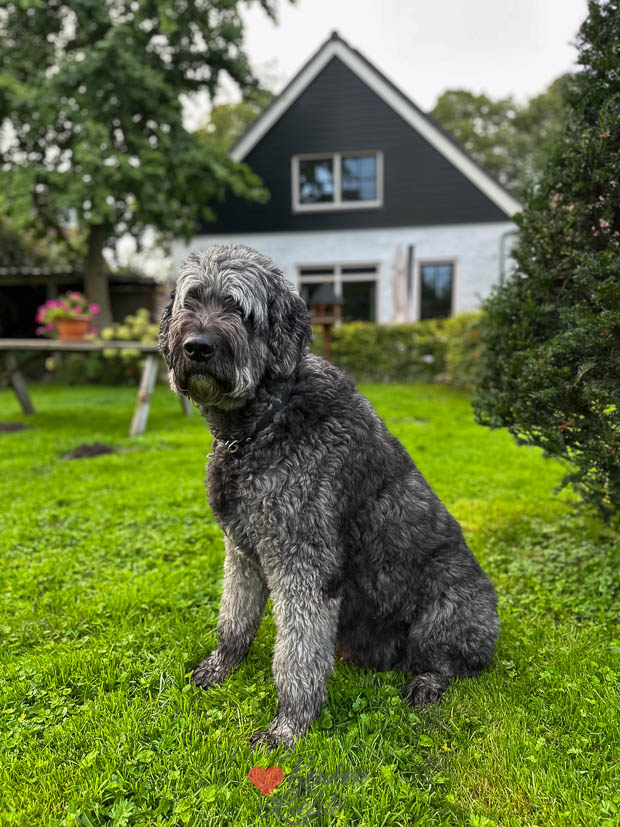 Nacho in de tuin