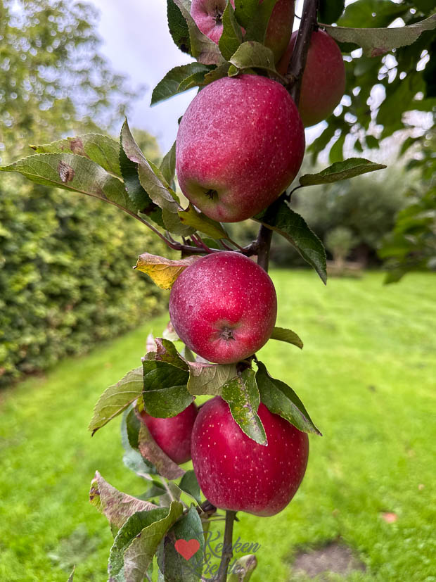 Appels aan de boom