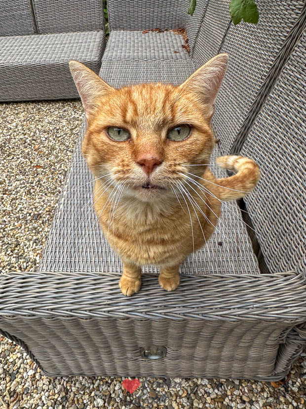 Puk de kater