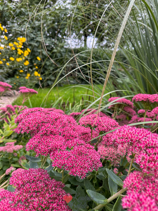 Herfstkleuren in de tuin