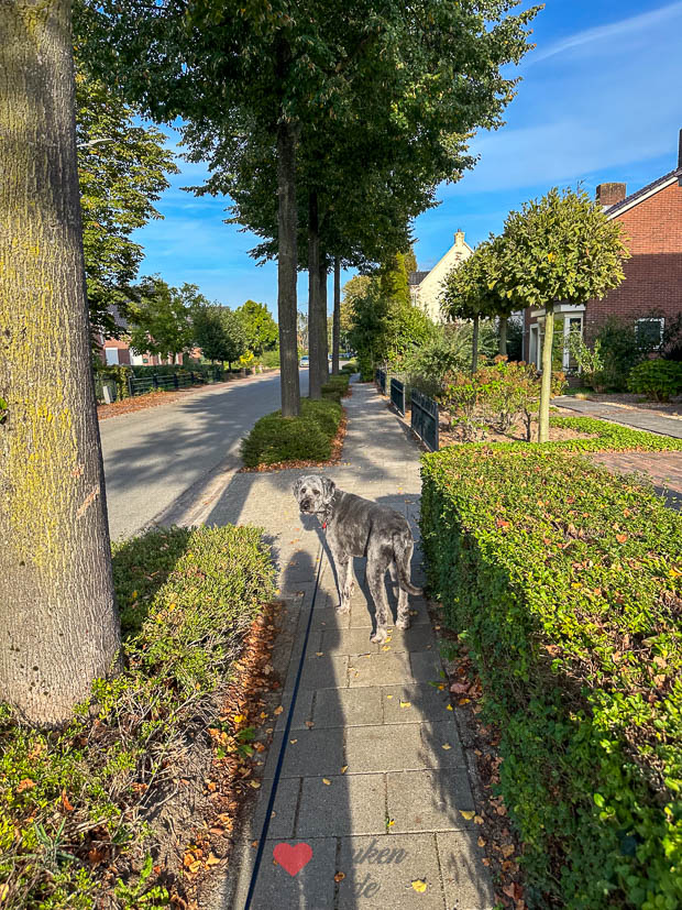 Wandelen met Nacho