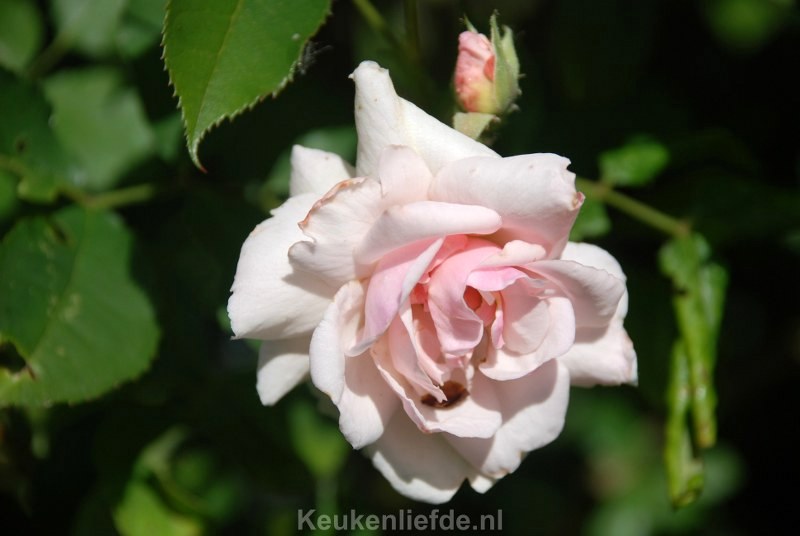 Handige tips voor mooie rozen