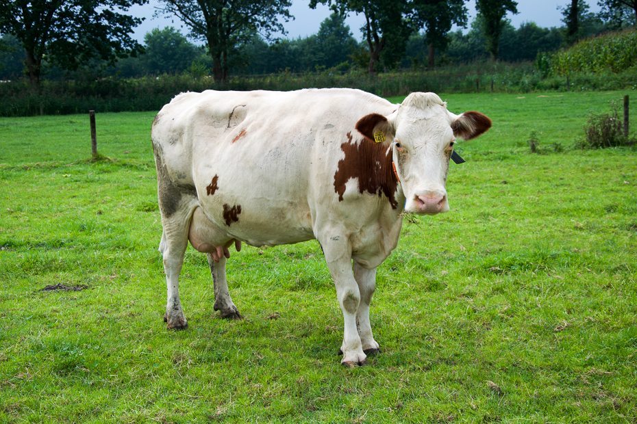 Vecozuivel: van blije Berta tot biologische melk