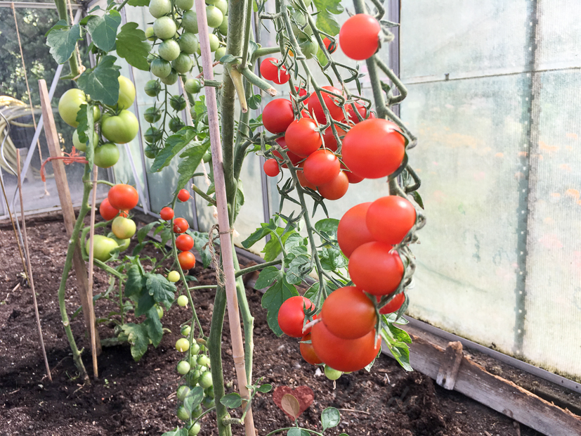 7 redenen om van tomaten te houden